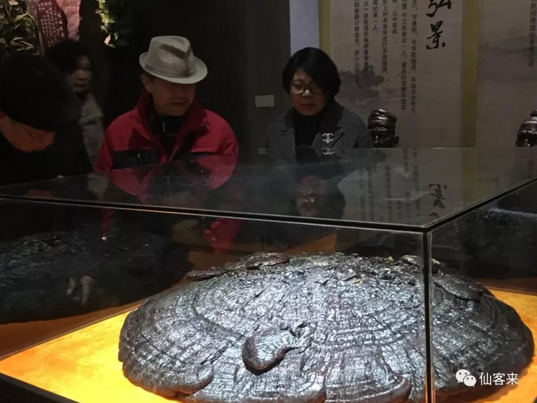 中國靈芝十大品牌|仙客來靈芝|仙客來靈芝破壁孢子粉|仙客來孢子油|仙客來靈芝飲片|仙客來破壁孢子粉|仙客來靈芝中藥飲片|馳名商標(biāo)|ampersand-ads.com|