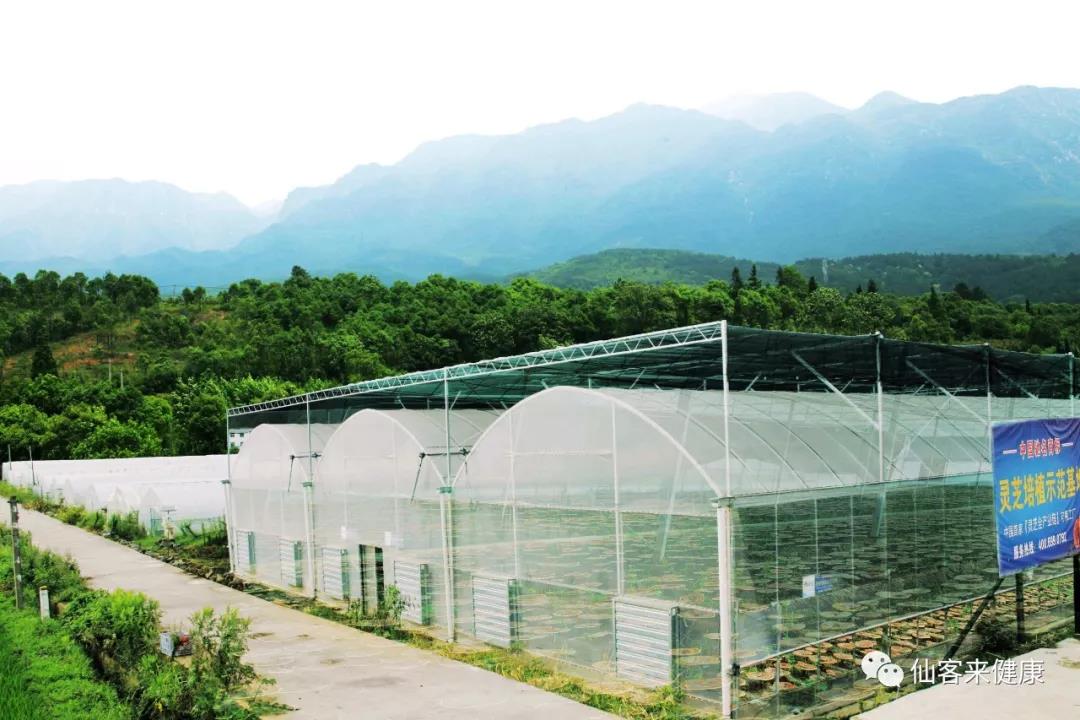 中國靈芝十大品牌|仙客來靈芝|仙客來靈芝破壁孢子粉|仙客來孢子油|仙客來靈芝飲片|仙客來破壁孢子粉|仙客來靈芝中藥飲片|馳名商標|ampersand-ads.com|