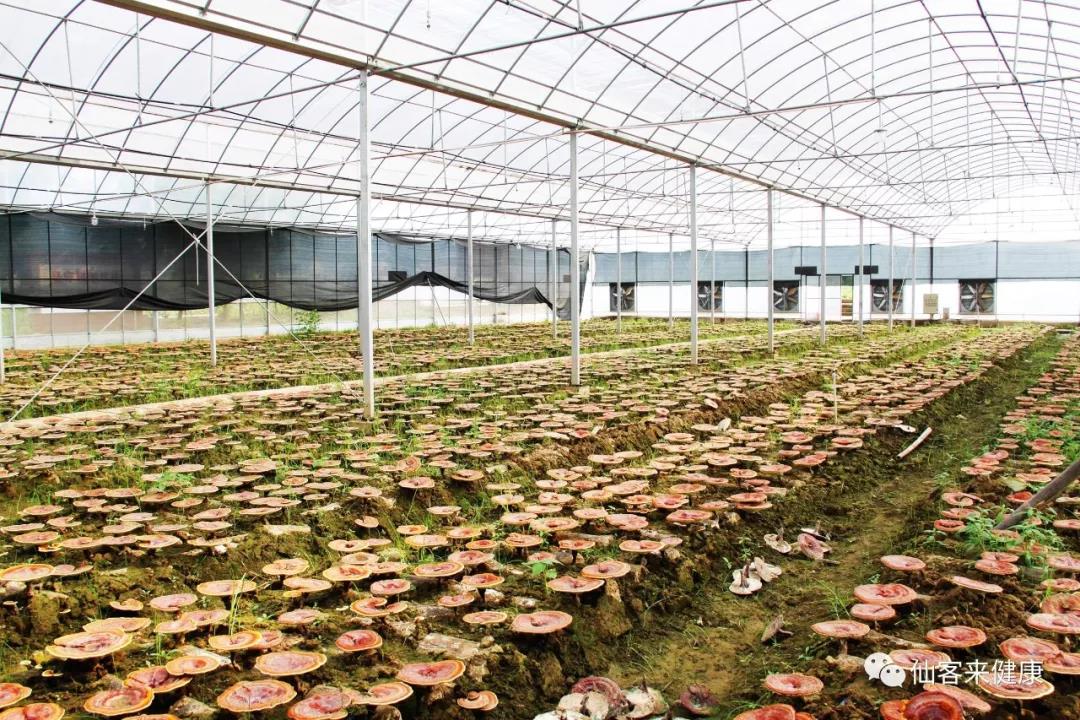 中國靈芝十大品牌|仙客來靈芝|仙客來靈芝破壁孢子粉|仙客來孢子油|仙客來靈芝飲片|仙客來破壁孢子粉|仙客來靈芝中藥飲片|馳名商標|ampersand-ads.com|