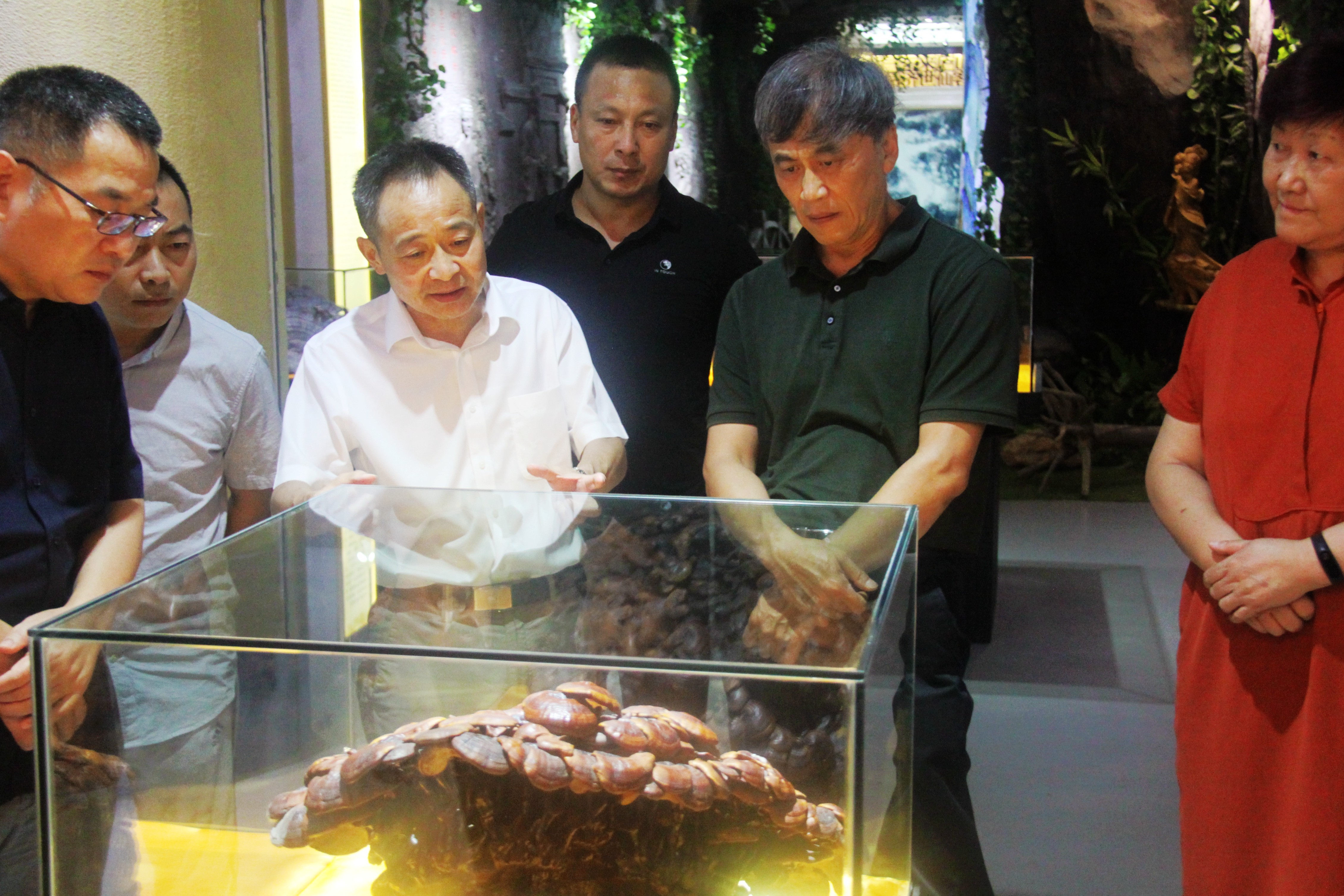 中國(guó)靈芝十大品牌|仙客來(lái)靈芝|仙客來(lái)靈芝破壁孢子粉|仙客來(lái)孢子油|仙客來(lái)靈芝飲片|仙客來(lái)破壁孢子粉|仙客來(lái)靈芝中藥飲片|馳名商標(biāo)|ampersand-ads.com|
