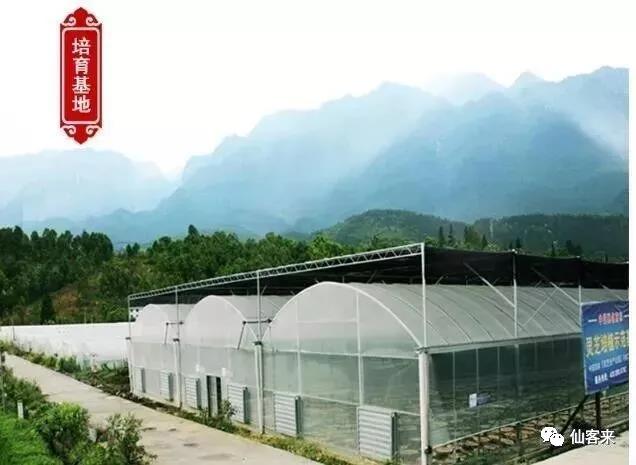 中國(guó)靈芝十大品牌|仙客來(lái)靈芝|仙客來(lái)靈芝破壁孢子粉|仙客來(lái)孢子油|仙客來(lái)靈芝飲片|仙客來(lái)破壁孢子粉|仙客來(lái)靈芝中藥飲片|馳名商標(biāo)|ampersand-ads.com|