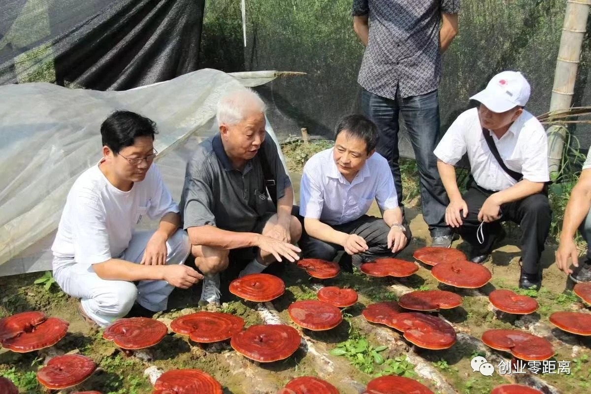 杭州亞運(yùn)會(huì)官方靈芝產(chǎn)品供應(yīng)商|杭州亞運(yùn)會(huì)官方供應(yīng)商|中國靈芝十大品牌|仙客來靈芝|仙客來靈芝破壁孢子粉|仙客來孢子油|仙客來靈芝飲片|仙客來破壁孢子粉|靈芝孢子油|孢子粉|靈芝破壁孢子粉|靈芝|中華老字號(hào)