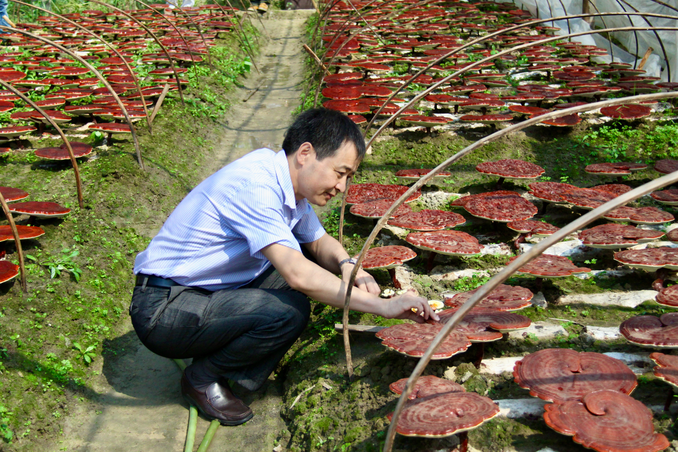 杭州亞運會官方靈芝產(chǎn)品供應商|杭州亞運會官方供應商|中國靈芝十大品牌|仙客來靈芝|仙客來靈芝破壁孢子粉|仙客來孢子油|仙客來靈芝飲片|仙客來破壁孢子粉|靈芝孢子油|孢子粉|靈芝破壁孢子粉|靈芝|中華老字號