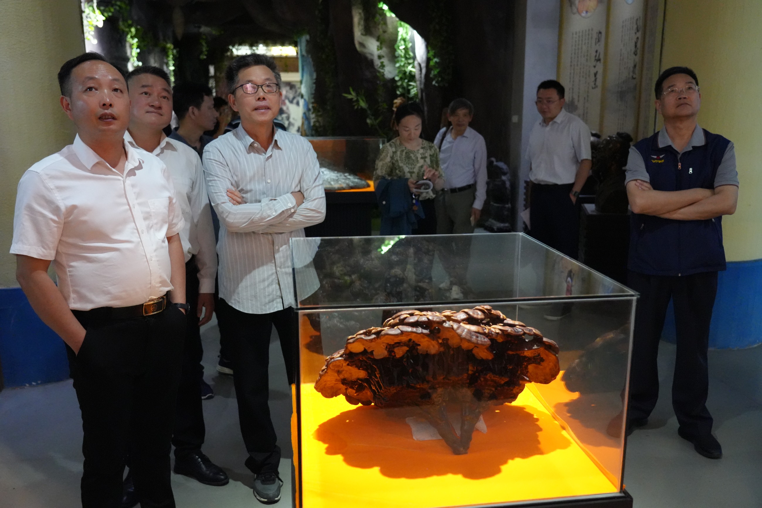 杭州亞運會官方靈芝產品供應商|杭州亞運會官方供應商|中國靈芝十大品牌|仙客來靈芝|仙客來靈芝破壁孢子粉|仙客來孢子油|仙客來靈芝飲片|仙客來破壁孢子粉|靈芝孢子油|孢子粉|靈芝破壁孢子粉|靈芝|中華老字號