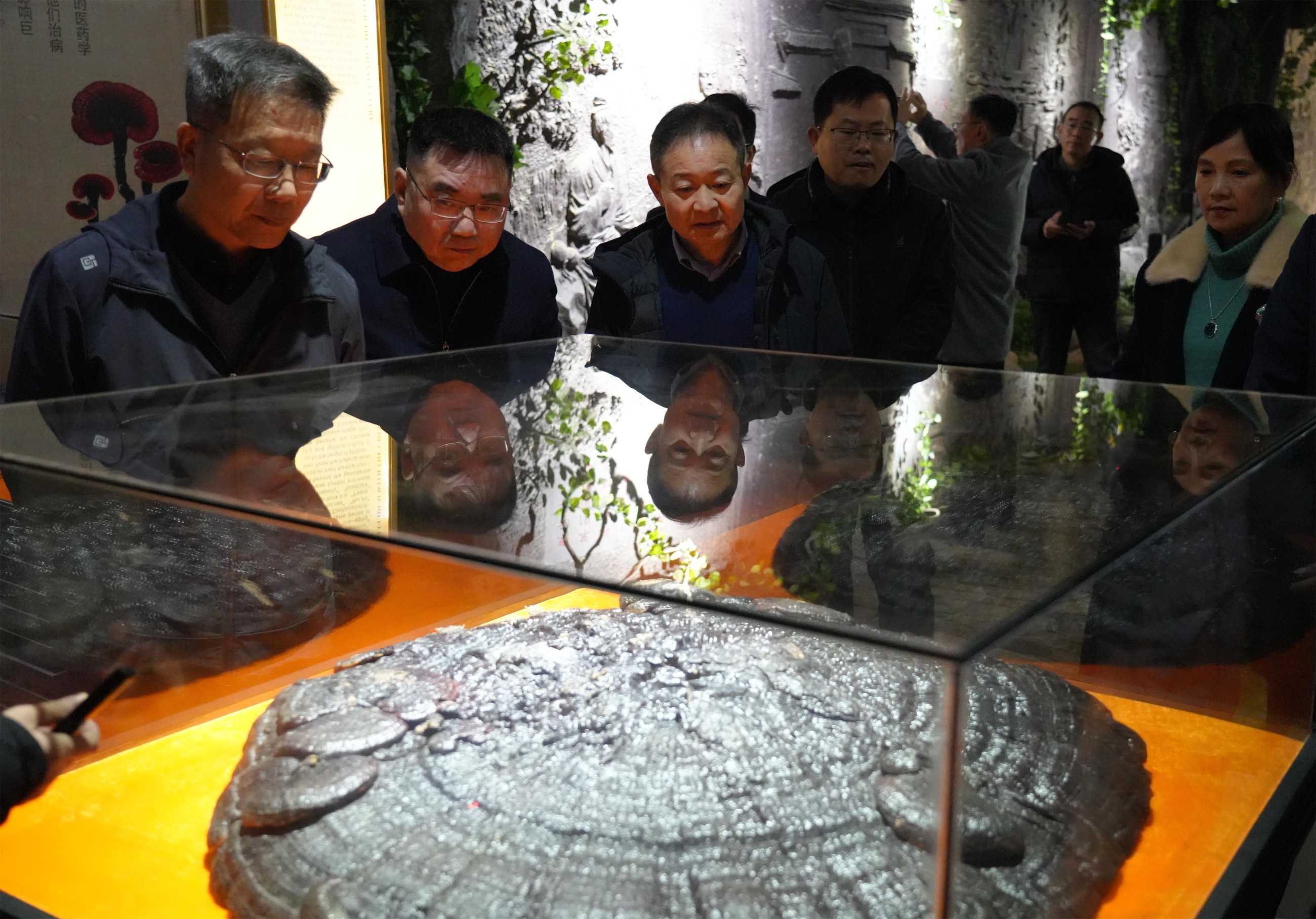 杭州亞運會官方靈芝產(chǎn)品供應商|杭州亞運會官方供應商|中國靈芝十大品牌|仙客來靈芝|仙客來靈芝破壁孢子粉|仙客來孢子油|仙客來靈芝飲片|仙客來破壁孢子粉|靈芝孢子油|孢子粉|靈芝破壁孢子粉|靈芝|中華老字號