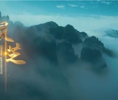 中國音樂家協(xié)會創(chuàng)作的中華中藥草系列兒歌之《靈芝》新鮮出爐