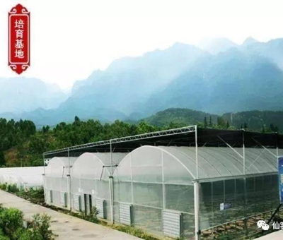 增強免疫力保健食品原料，它排第一