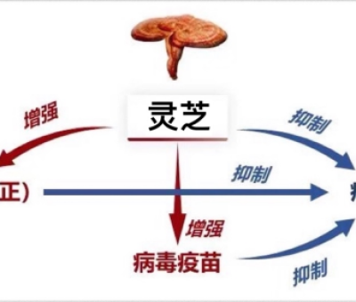 北大教授林志彬：靈芝扶正祛邪戰(zhàn)疫情